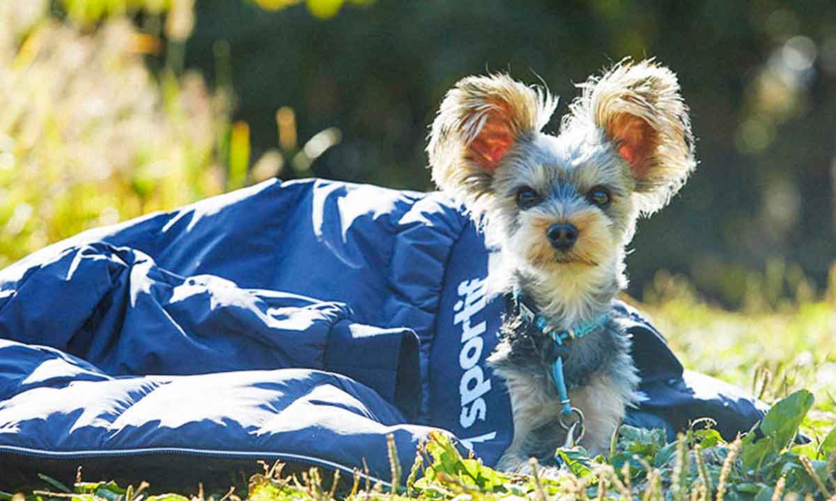 冬ゴルフはデサントのヒートナビで快適！光を熱に変える仕組みやその