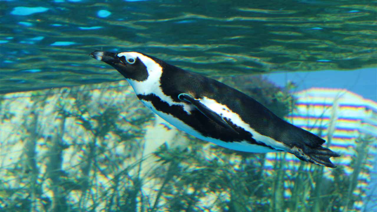 サンシャイン水族館と考えた 人とペンギンの幸せな関係性