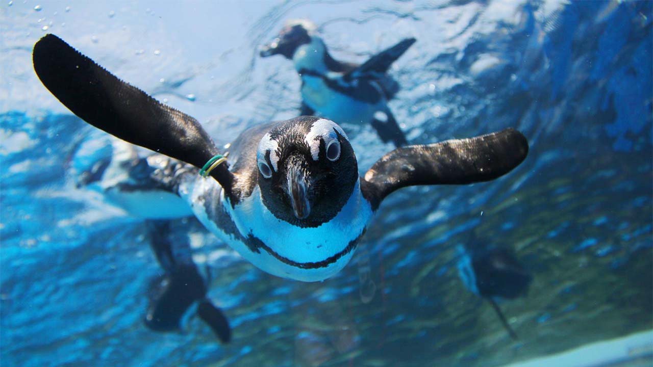 サンシャイン水族館と考えた 人とペンギンの幸せな関係性