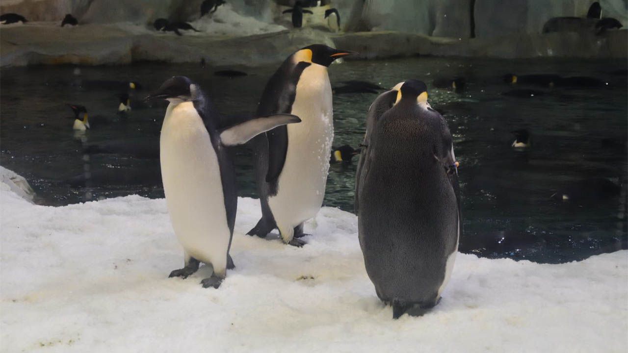 サンシャイン水族館と考えた 人とペンギンの幸せな関係性