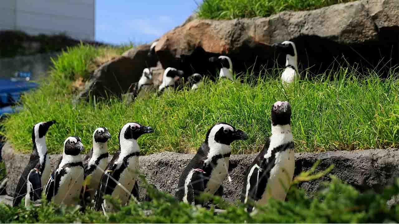 サンシャイン水族館と考えた 人とペンギンの幸せな関係性 サンシャイン水族館と考えた 人とペンギンの幸せな関係性