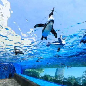 サンシャイン水族館と考えた、人とペンギンの幸せな関係性