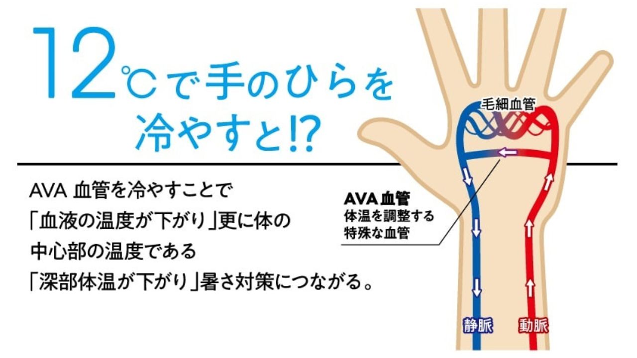 手のひら の 血管