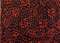 031906_UMB.jpg